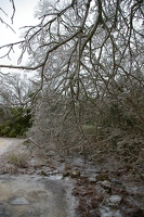 Icy tree