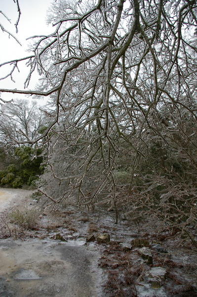 Icy tree