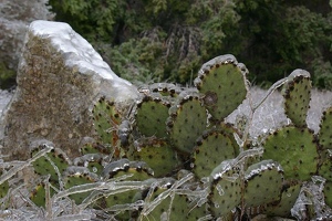 Icy cactus