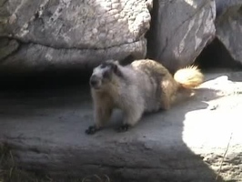 Video: Hoary marmot