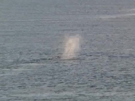 Video: Humpback whale