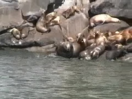 Video: Stellar sea lions