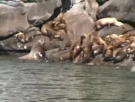 Video: Stellar sea lions
