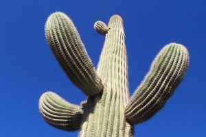 Saguaro and sky