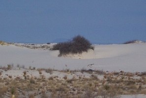 Plant growing in white sands