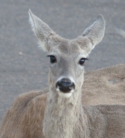 Deer with eyelashes