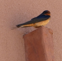 Barn swallow at observatory visitor center