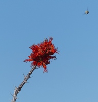 Ocotillo blossom with bee
