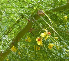 Yellow flowers, green fluffy leaves, and sharp thorns