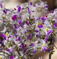 Fuzzy purple flowers