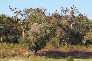Trees full of black vultures
