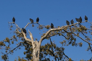 Black vultures in tree