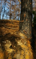 Burned pine