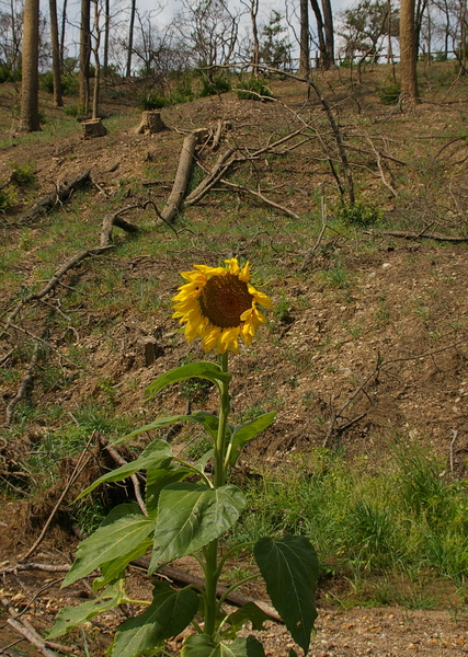 Sunflower at bottom of hill