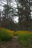 Hiking trail at Buescher State Park, surrounded by coreopsis