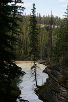 Athabasca falls precarious tree