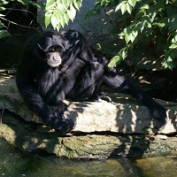 Pensive primate