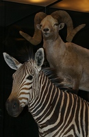 Zebra and ram