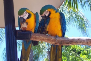 Blue parrots at Seaquarium