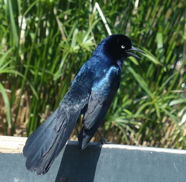 Handsome boat-tailed grackle
