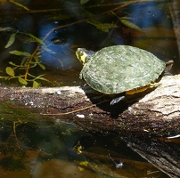 Yellow bellied turtle