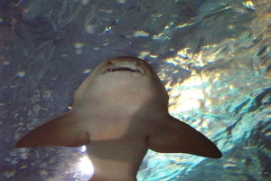 Shark belly