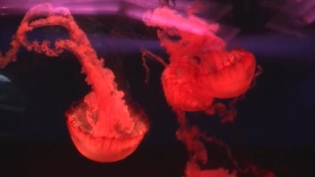 Video: Jelllyfish