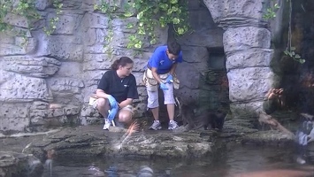 Video: Otter training