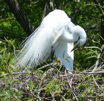 Great egret on nest