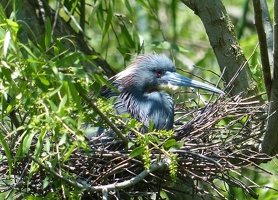 Little blue heron on nest