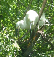 Snowy egret pair and nest