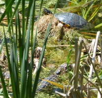 Turtle and two small alligators