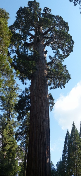 Panoramic tree photo