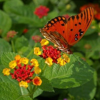 Butterflies prefer lantana