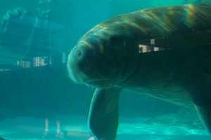 Two manatees