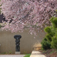 Cherry blossoms and sculpture