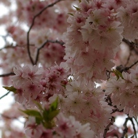 Pink fluffy cherry blossoms