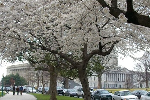 Capitol building and cherry trees