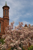 Magnolias and Smithsonian Castle