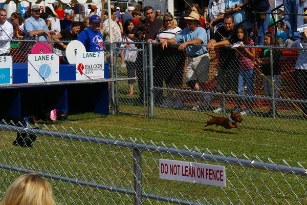 Wiener dog race