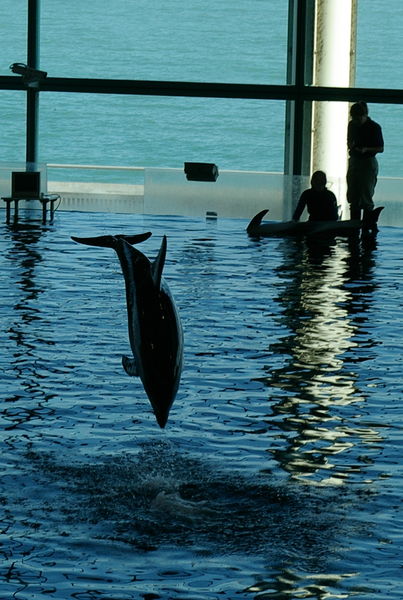 Dolphin jump silhouette