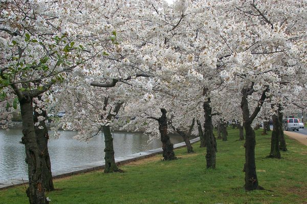 Cherry blossoms along Tidal Basin